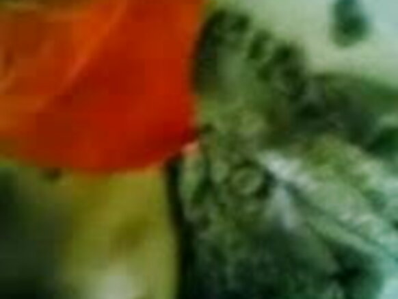 লিন্ডা বান্ধবী তার শ্বশুর বাড়িতে মাই এবং গুদ দেখায় - জেপি সেক্সি ফিল্ম ম্যান ছড়িয়ে